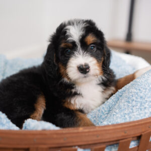 Rocky - Bernedoodle