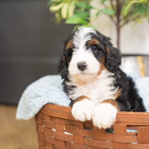 Rosco - Bernedoodle