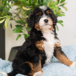 Remy - Bernedoodle
