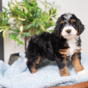 Rosie - Bernedoodle