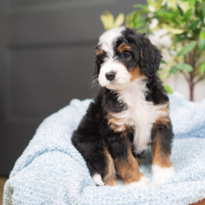 Roxy - Bernedoodle