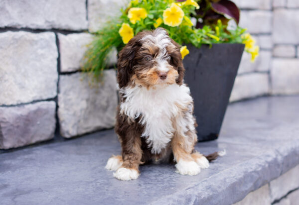 Braxton - Cavapoo - Image 5