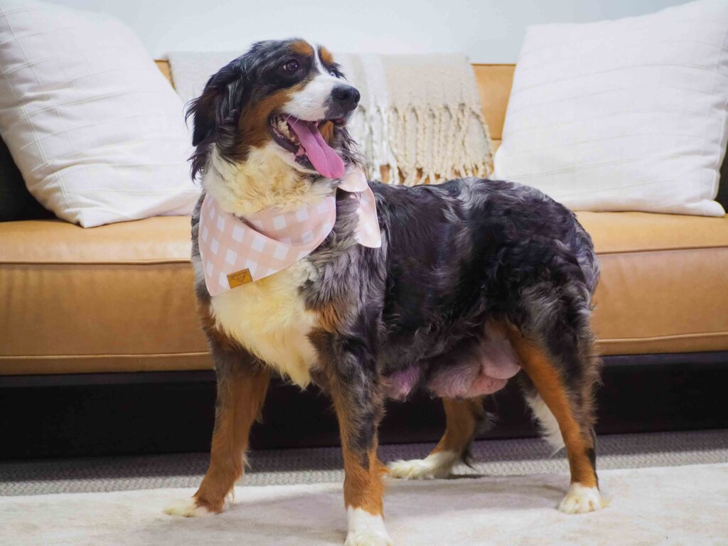Mini Bernedoodle standing in front of a couch
