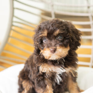 Benny - Cavapoo