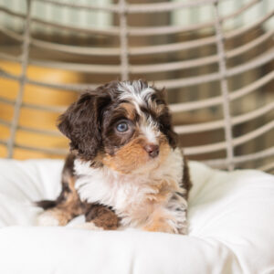 Braxton - Cavapoo
