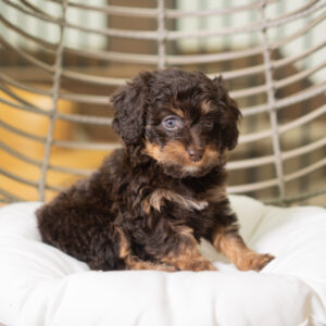 Bonnie - Cavapoo
