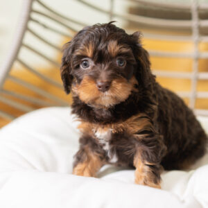 Bella - Cavapoo