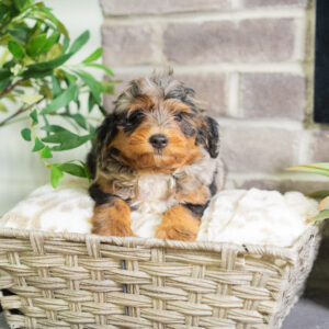 Jon - Mini Bernedoodle
