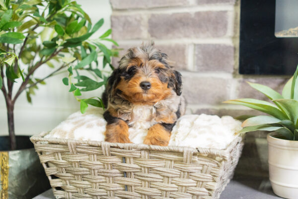 Jon - Mini Bernedoodle