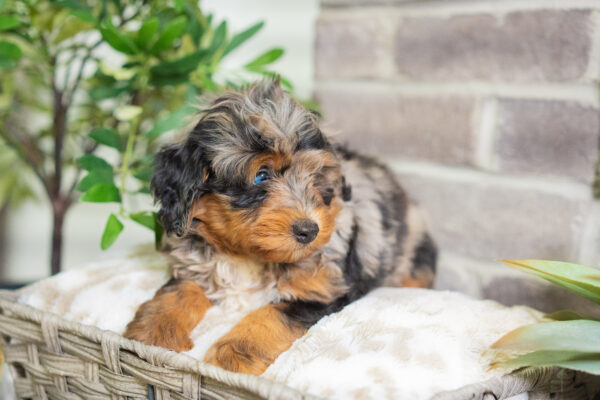 Jon - Mini Bernedoodle - Image 2