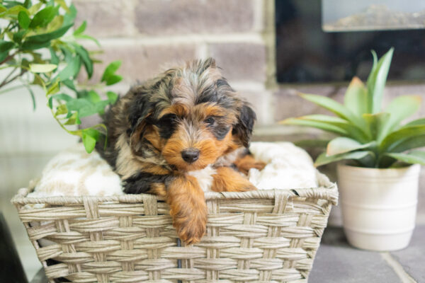Jon - Mini Bernedoodle - Image 3