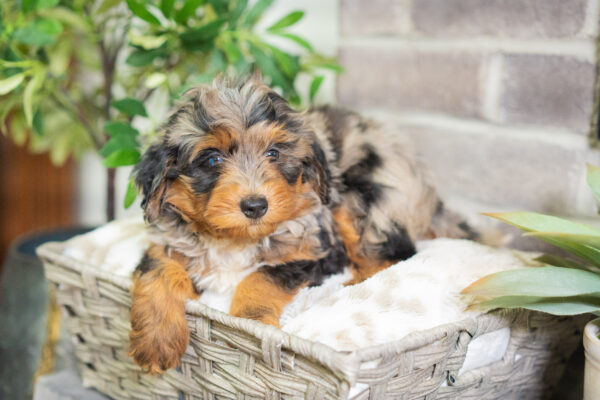 Jon - Mini Bernedoodle - Image 4