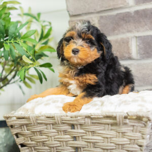 Jase - Mini Bernedoodle
