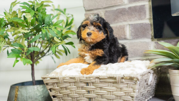 Jase - Mini Bernedoodle