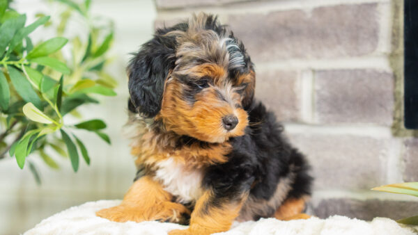 Jase - Mini Bernedoodle - Image 2