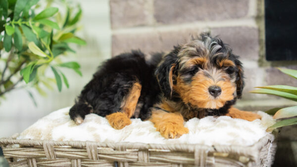 Jase - Mini Bernedoodle - Image 3
