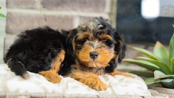 Jase - Mini Bernedoodle - Image 4