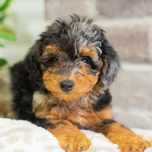 Jazz - Mini Bernedoodle