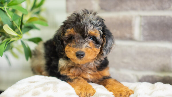 Jazz - Mini Bernedoodle