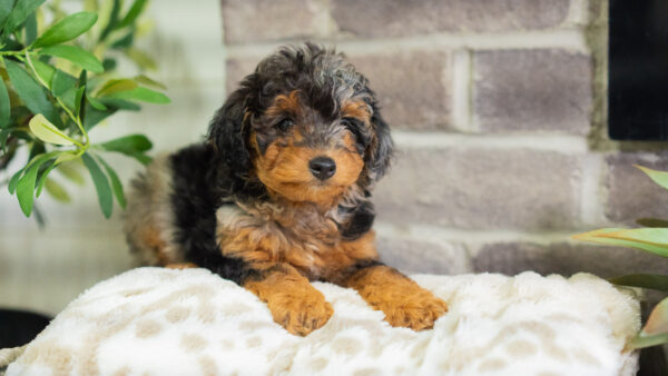 Jazz - Mini Bernedoodle - Image 2