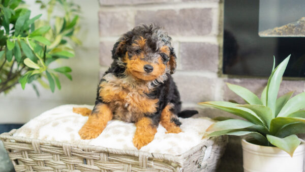 Jazz - Mini Bernedoodle - Image 3