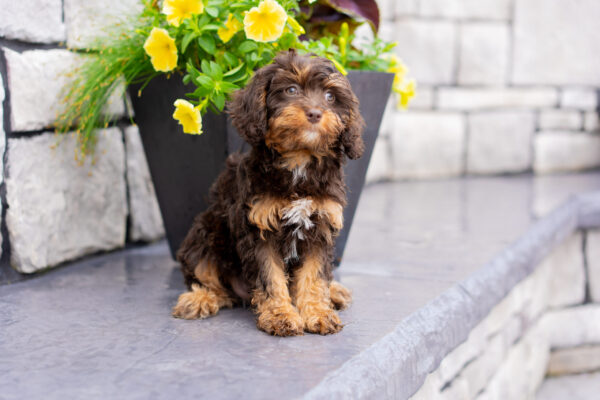 Bella - Cavapoo - Image 2