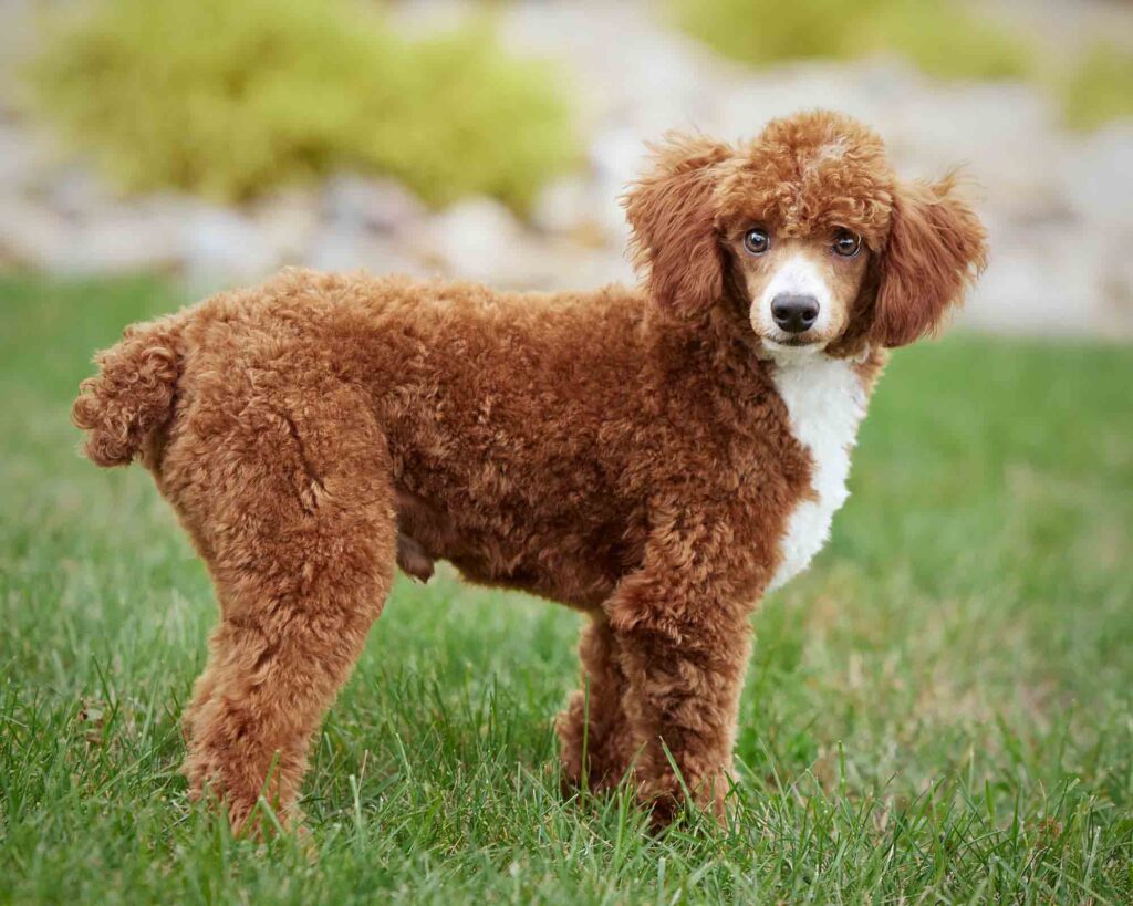 Poodle standing in grass