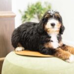 Rocky | Tri Bernedoodle for sale