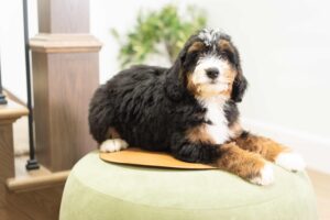 Rocky Male Bernedoodle
