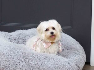 Lily