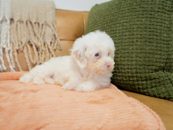 Adobe - Poodle - Image 3