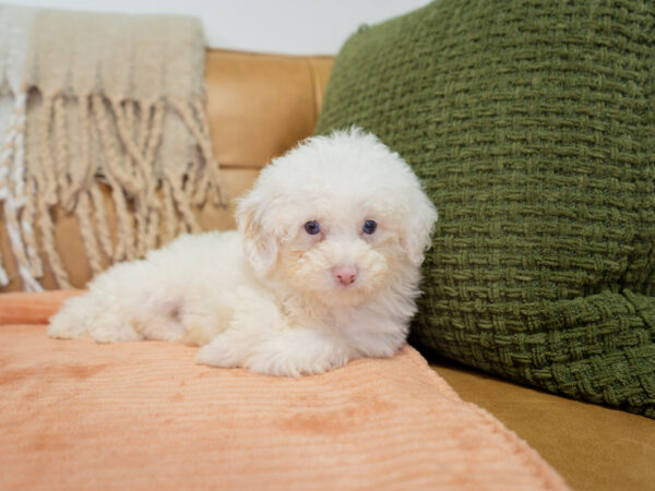Adobe - Poodle