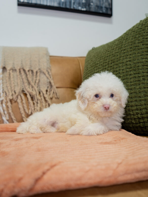 Adobe - Poodle - Image 2