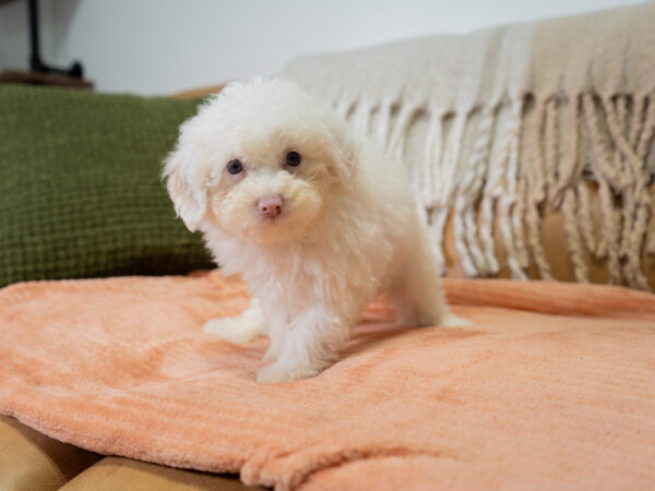 Adobe - Poodle - Image 5