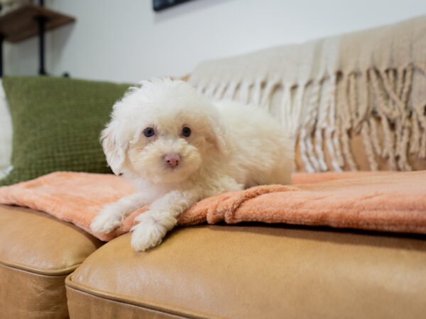 Adobe - Poodle - Image 4