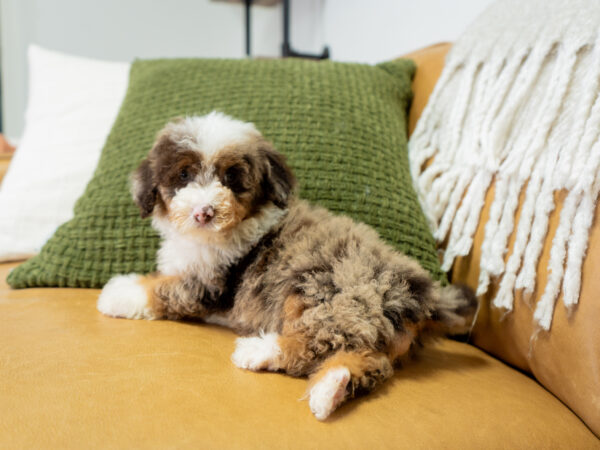Auburn - Poodle - Image 2