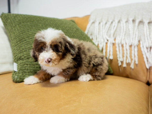 Auburn - Poodle - Image 5