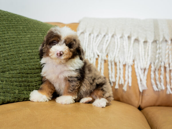 Auburn - Poodle - Image 4