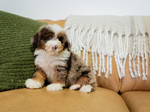 Auburn - Poodle
