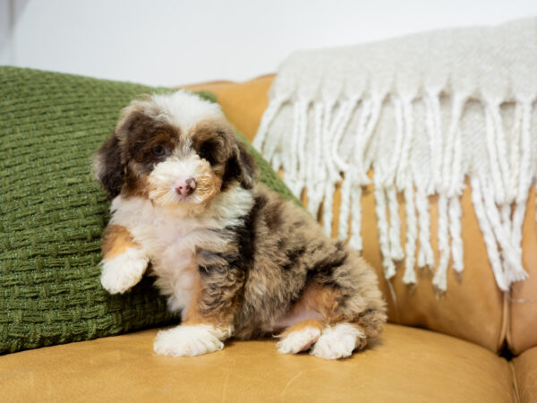 Auburn - Poodle - Image 3