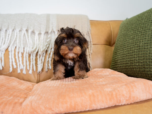 Bella - Cavapoo - Image 6