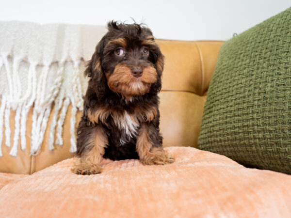 Bella - Cavapoo - Image 5