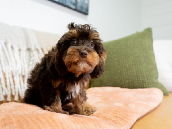 Bella - Cavapoo - Image 4