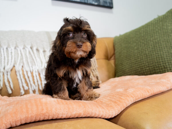 Bella - Cavapoo