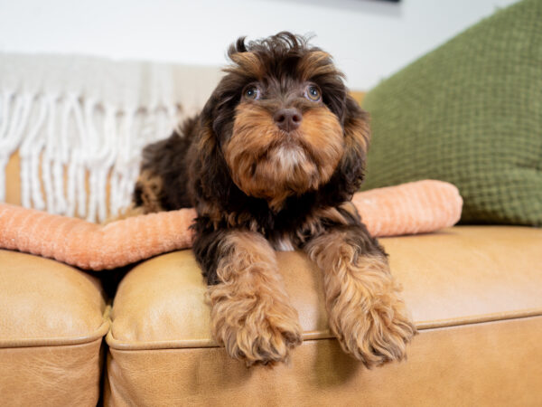 Bella - Cavapoo - Image 3