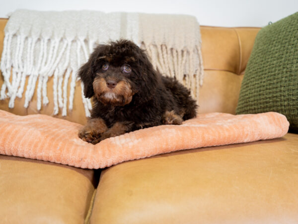 Bonnie - Cavapoo - Image 4