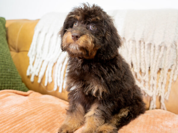Bonnie - Cavapoo