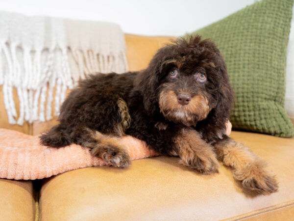 Bonnie - Cavapoo - Image 5