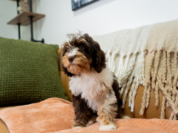 Braxton - Cavapoo - Image 3