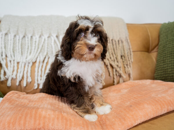 Braxton - Cavapoo